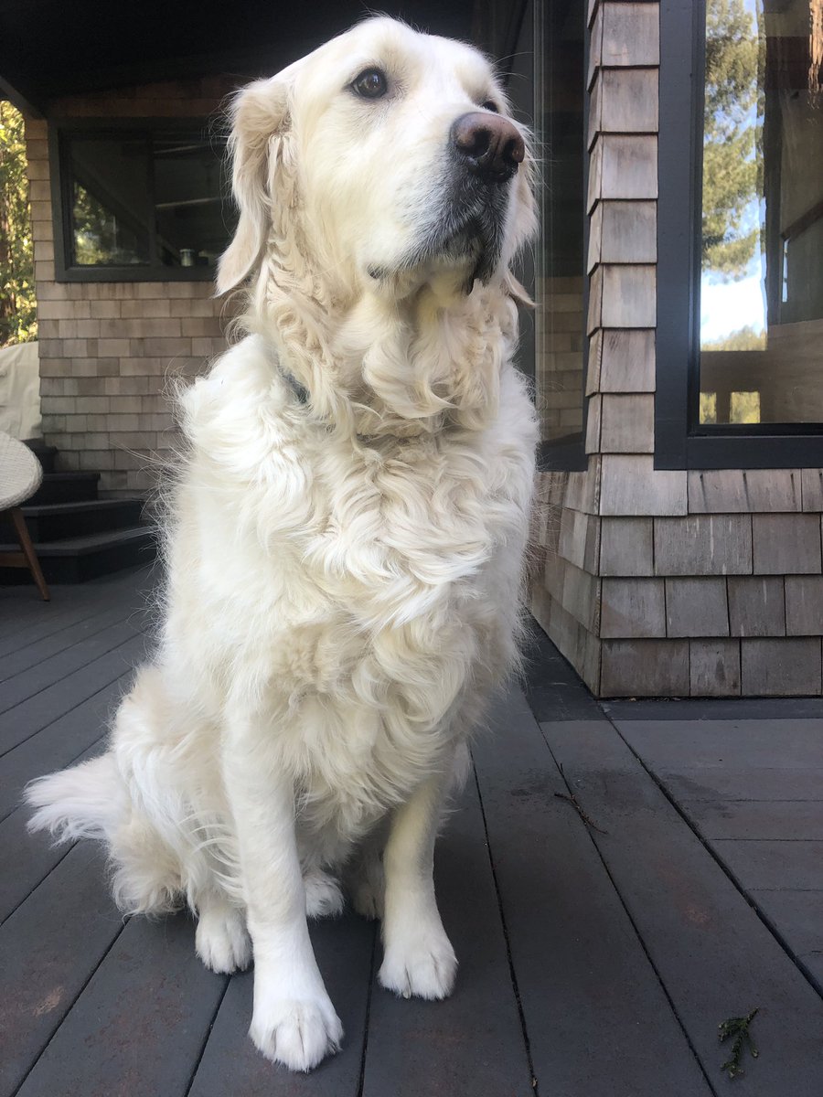 UncleJGE's tweet photo. This is Gus. He’s kinda like @gatsbyjs. It only takes a few minutes and you’ll be in love and wondering why you didn’t start playing with him earlier. 
#unclegus #gatsbyjs https://t.co/0VwQtPcrqX
