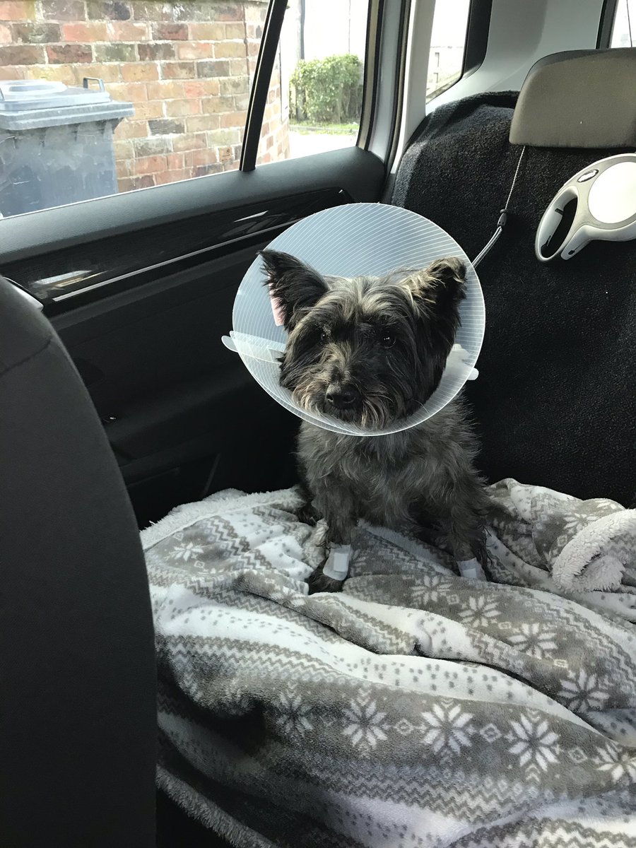 lilbobbyjackson's tweet photo. So today I had all my dew claws removed. I was very brave! Tonight Im feeling very sorry for myself. My Mumma and Daddy are spoiling me rotten though x https://t.co/g5YXmYP7SZ