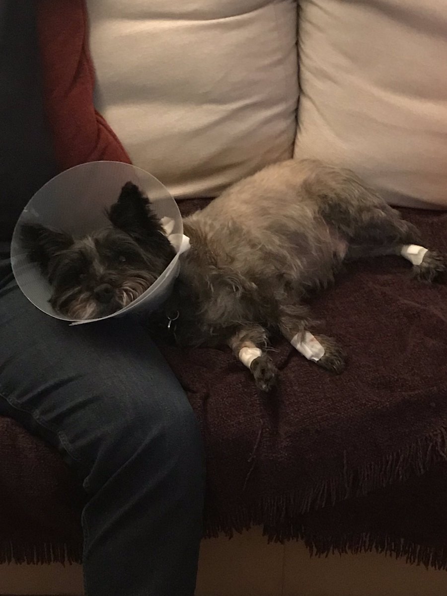 lilbobbyjackson's tweet photo. So today I had all my dew claws removed. I was very brave! Tonight Im feeling very sorry for myself. My Mumma and Daddy are spoiling me rotten though x https://t.co/g5YXmYP7SZ