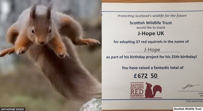 BBC's tweet photo. 🐿️ 37 Scottish red squirrels have been adopted in @BTS_twt star #JHope's name. 

Ask the #BTSARMY and they'll get it done! 💜#BTS
👉 https://t.co/LDvwAG4fGt https://t.co/zMOay2hNjJ