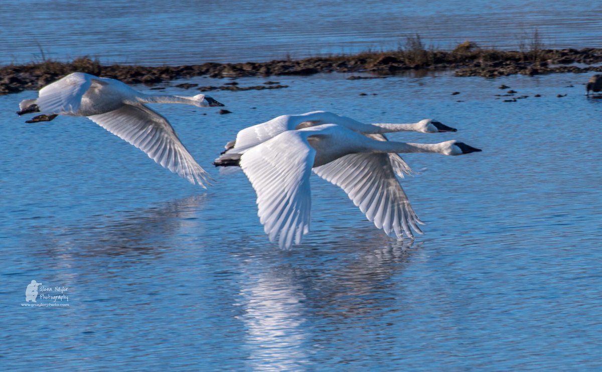 Trumpeter Swans in Comox heading out for a day of foraging in the local fields. Comox Valley BC #trumpeterswans #comoxvalley #beautifulbc #VancouverIsland #birds #swans #yqq