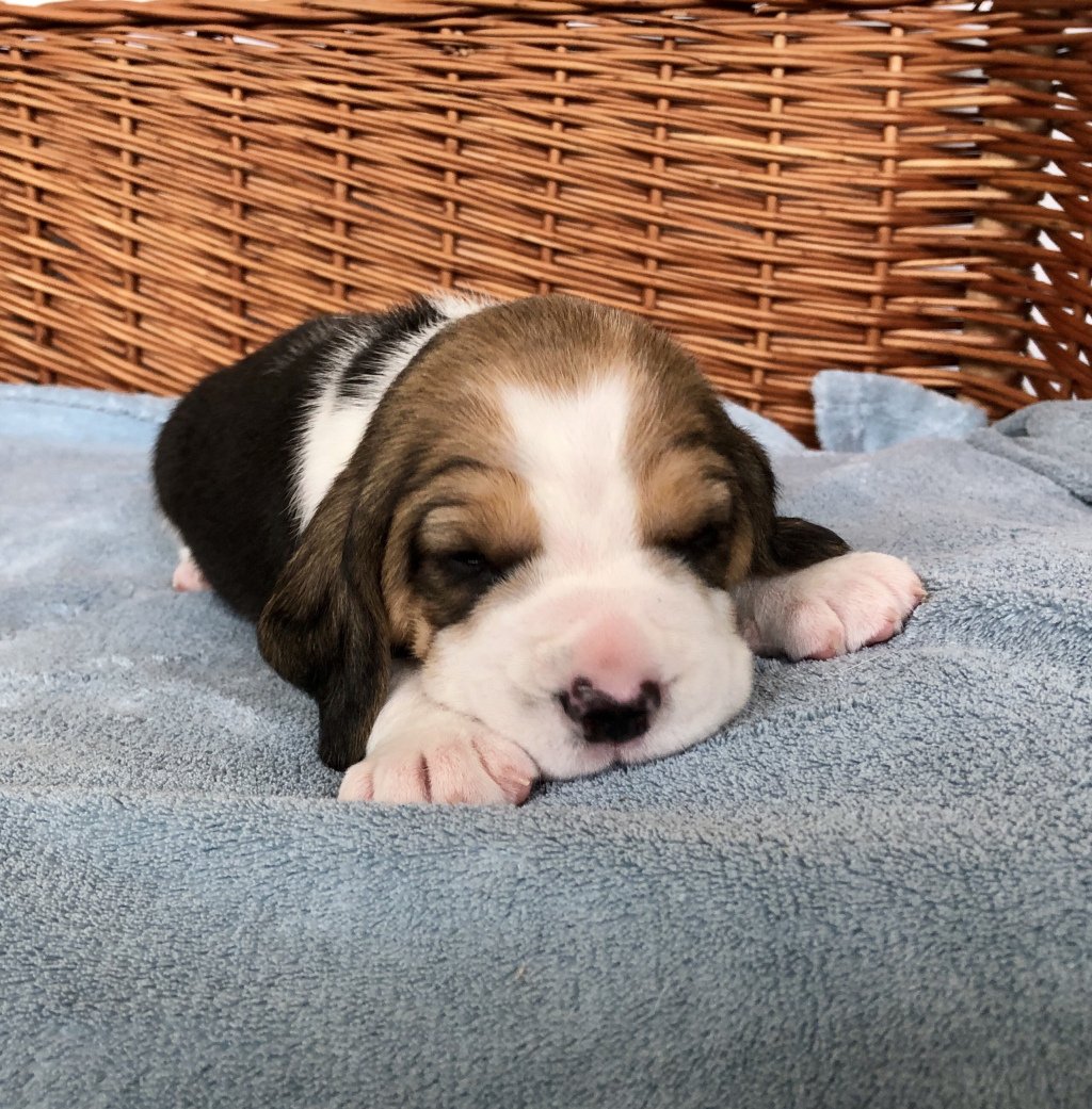 Beautiful tricolour pups available! erlenbek.wordpress.com/2019/02/22/pip…