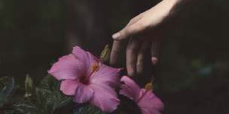 What we put into our bodies is an essential factor of improving our overall health, which is why we use hibiscus tea in our Head Over Hibiscus Ayurvedic candy. Learn more about  the health benefits of 🌺 in our article. 🍭 #hibiscus bit.ly/2tx6207