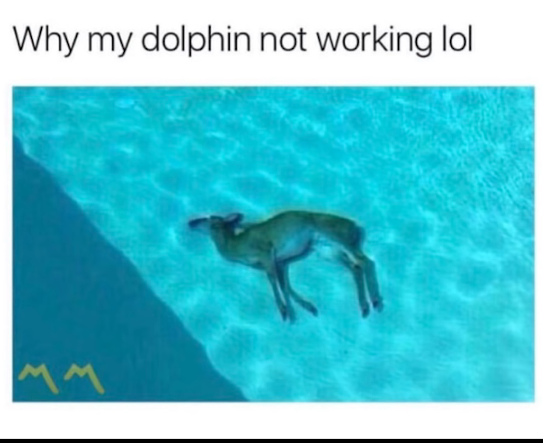 Best Of Elon Musk Laughing At Dolphin Hadasse - look a dolphin elon musk on roblox dolphin meme on meme