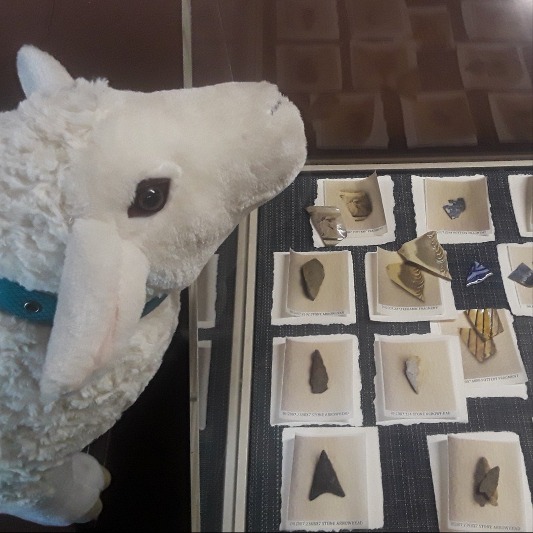 DyckmanFarm's tweet photo. Luna is checking out our oldest collections from the Reginald Pelham Bolton excavation. These arrowheads are range from 550 to 10,000 years old. Thanks to Diana Rosenthal Roberson for her submission to #askLuna
#LunaDFM #Lunaonthelamb https://t.co/gH3kJuIk3e