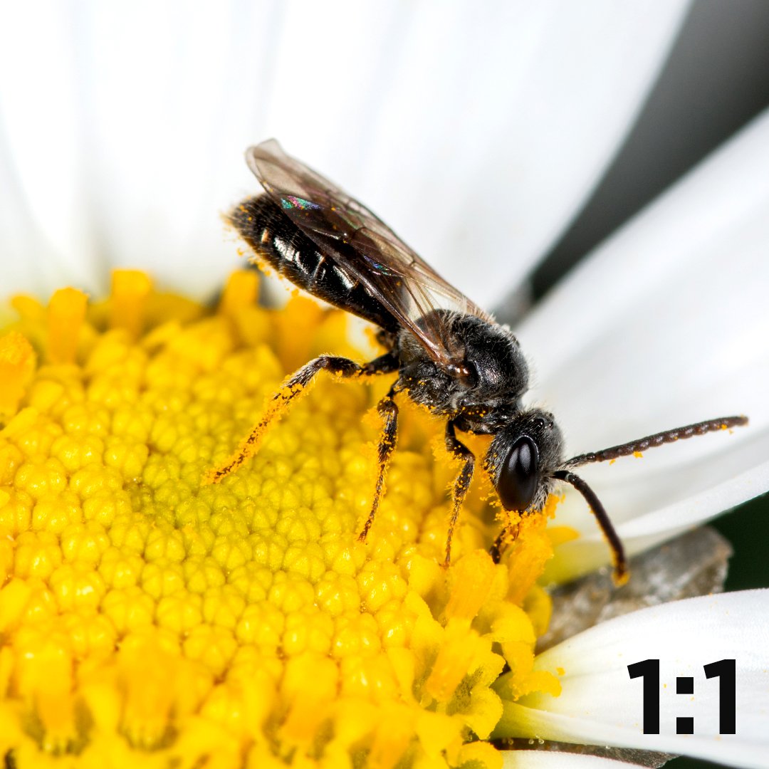 DigitalGoja's tweet image. 𝗠𝗔𝗖𝗥𝗢 𝗣𝗛𝗢𝗧𝗢𝗚𝗥𝗔𝗣𝗛𝗬
MAGNIFICATION RATIO 
The size of the subject will be determined by the magnification ratio of your macro lens. 
#MacroPhotography
#Camera 
#Lens 
#Accessories 
#DigitalGoja