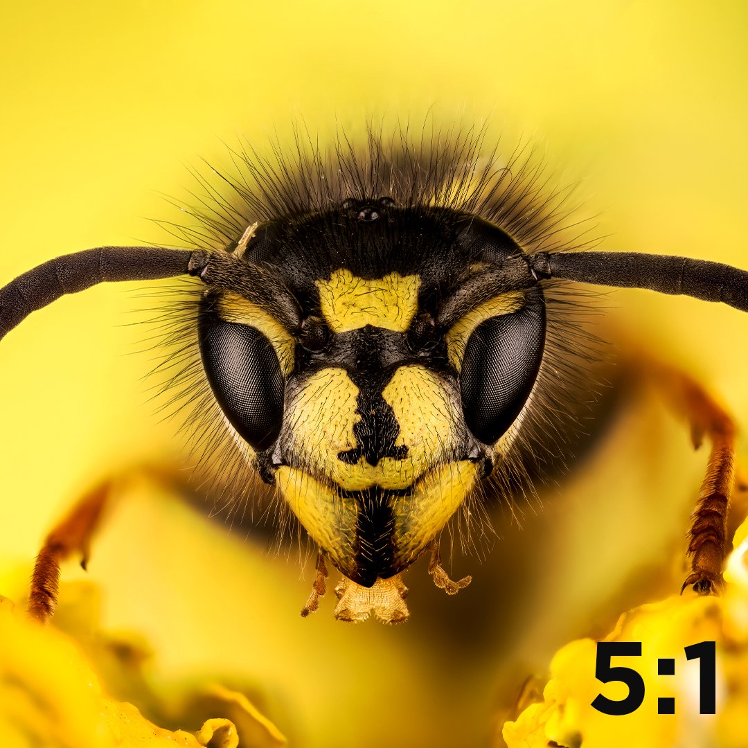 DigitalGoja's tweet image. 𝗠𝗔𝗖𝗥𝗢 𝗣𝗛𝗢𝗧𝗢𝗚𝗥𝗔𝗣𝗛𝗬
MAGNIFICATION RATIO 
The size of the subject will be determined by the magnification ratio of your macro lens. 
#MacroPhotography
#Camera 
#Lens 
#Accessories 
#DigitalGoja