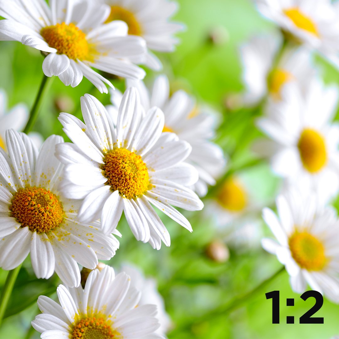 DigitalGoja's tweet image. 𝗠𝗔𝗖𝗥𝗢 𝗣𝗛𝗢𝗧𝗢𝗚𝗥𝗔𝗣𝗛𝗬
MAGNIFICATION RATIO 
The size of the subject will be determined by the magnification ratio of your macro lens. 
#MacroPhotography
#Camera 
#Lens 
#Accessories 
#DigitalGoja