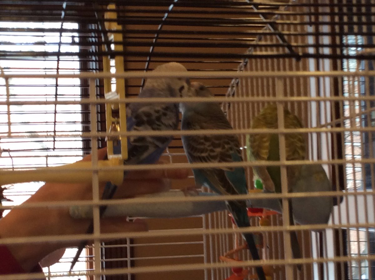 AnimalL43198601's tweet photo. Frost x sky! #cute #birds #adorablepleasures https://t.co/xwM5rMAHzC