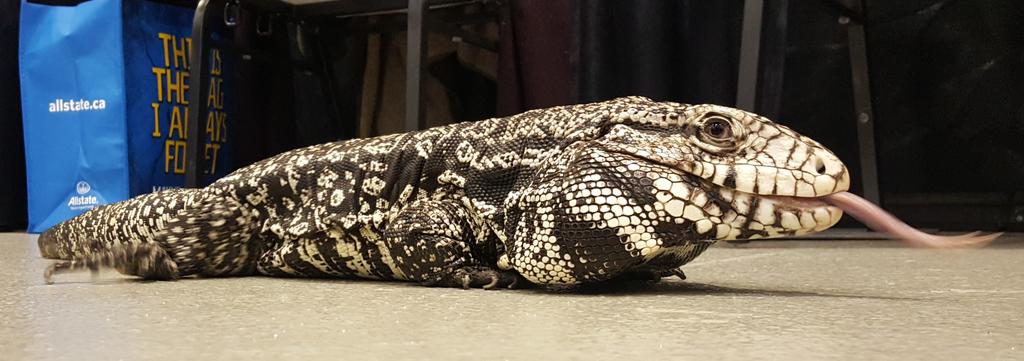 stgeorgeshow's tweet photo. Close up and personal with Rufus the tegu @ABReptileParty. No worries, Rufus. We @stgeorgeshow only slay fictional dragons. 

@palliserc  #pdtc2019 https://t.co/TQPuvNfJY3