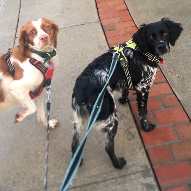Let’s GOOOO! Today’s a great day for a walk with your furry pal.  Happy #nationalwalkyourdogday #dogwalking 🐕🧡 #beactive ! We welcome Gemma, new sister of Scout to our #fetchwestside family and remember with fondness Molly. 📸 : sitter Kendra P.
#makingfetchhappen