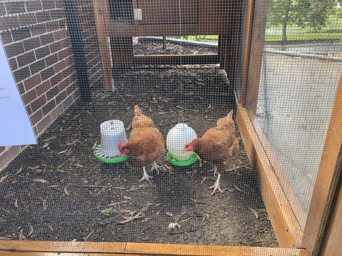AnneKnock's tweet photo. Fabulous afternoon at the new Prep at Barker College for NSW Chapter Learning Environments Australasia. 

Wonderful indoor and outdoor learning spaces...with chooks!
#LEANSW https://t.co/HlDmbqBj61