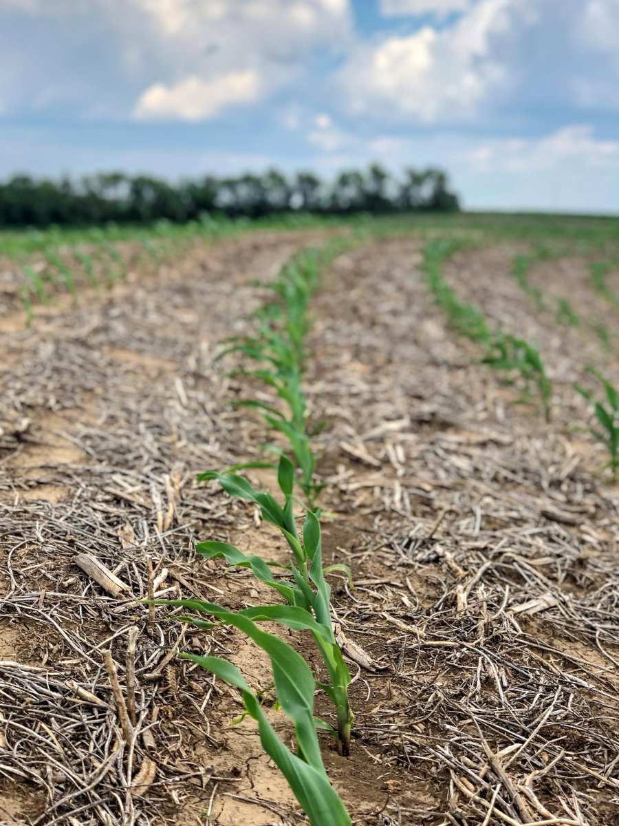 HTSAg's tweet image. @agleadertech SureDrives- place the seed where it needs to be to increase yield. No turn can be trusted until each row speed has been adjusted! @htsag 
#precisecontrol #plant19 #hightechfarming