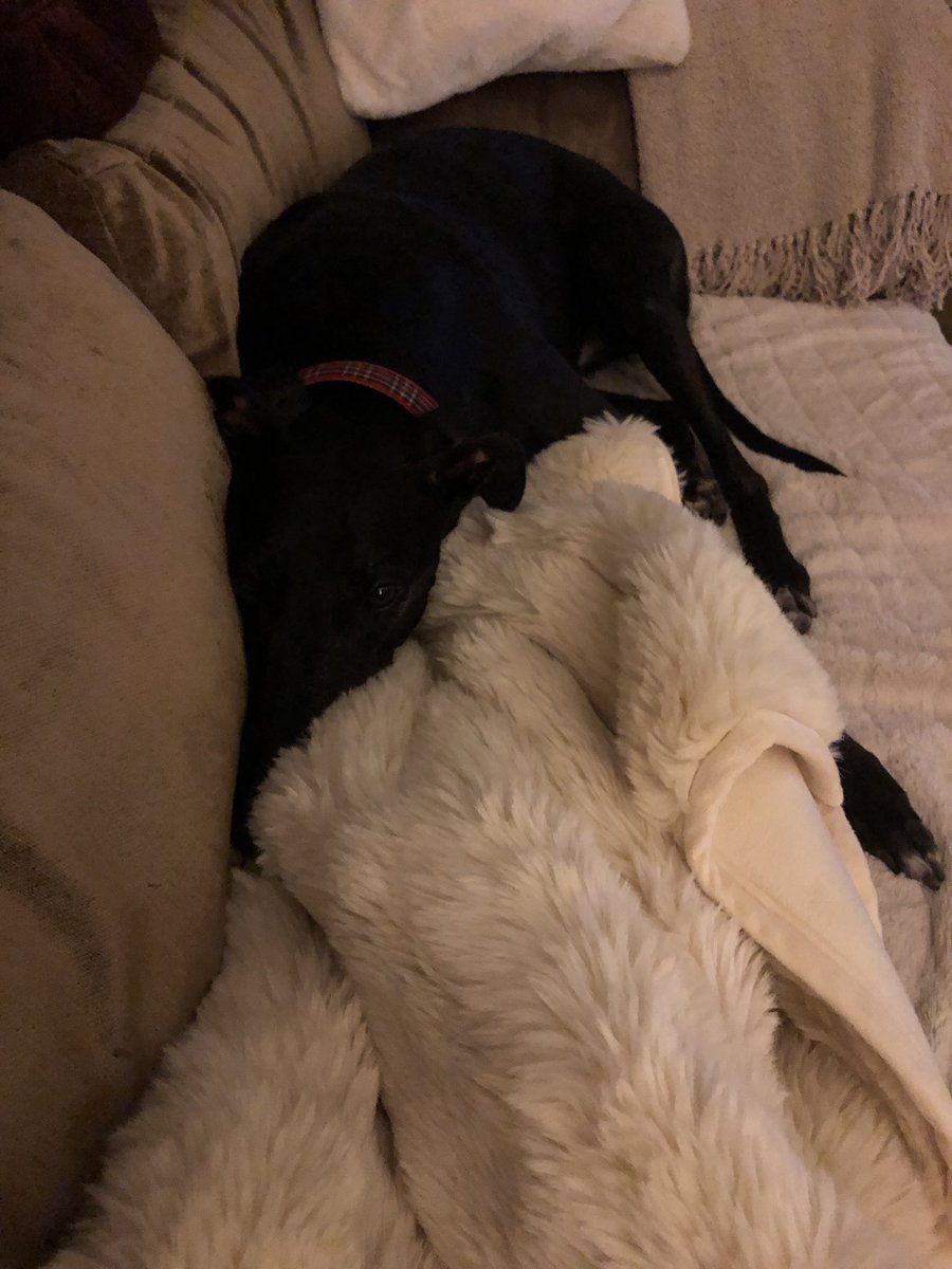 WalterGreyhound's tweet photo. My hoomum says I is spoilt... I says I is enjoying my retirement https://t.co/RRIgcn4iaV