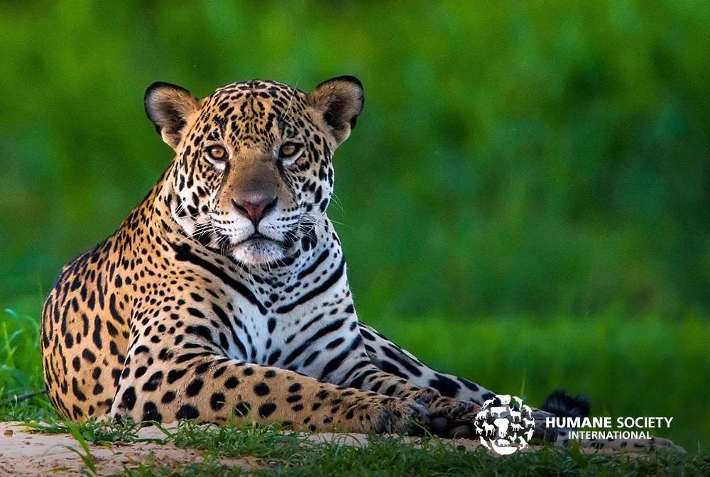 humaneworldnews's tweet photo. VICTORYπ: The Colombia Constitutional Court has banned sport hunting in the country! As the 2nd most biologically diverse country in the π, it's imperative that Colombia protects their wildlife over the interests of sport hunters.
We applaud the courtβs monumental decision!π https://t.co/BoSnGSESOu