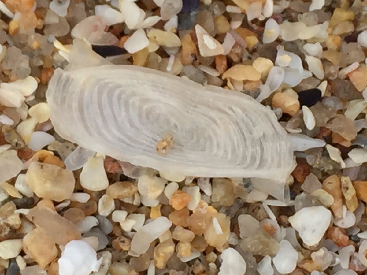 Does anybody know what this is? There were loads of them on the beach today. I thought at first they were plastic, but apparently not.