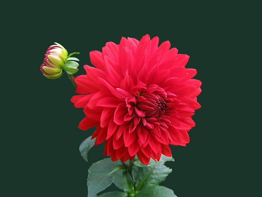 Sam_M_S_'s tweet photo. #flowers #flower #flowerstagram #flower_daily #nature #flower_igers #flowerpower #flowersofinstagram #flowermagic #flower_special_ #tv_flowers #flowerslovers #floweroftheday #igscflowers #superb_flowers #flower_perfection #naturephotography #flowerlovers #spring #bloom https://t.co/520lxHaJmR