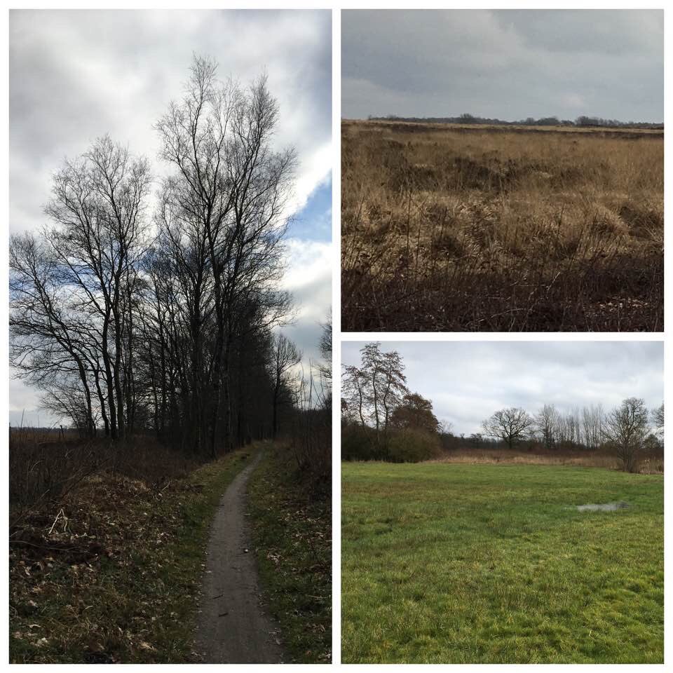 MagischeWending's tweet photo. #coachwandeling #noordscheveld #drenthe #nature coachee wijst mij op #celticfields #grafheuvels :-) https://t.co/A2T50FoGjK