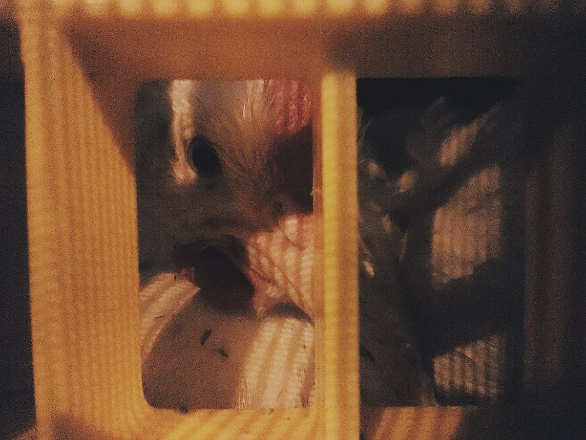 DevonAnimalSave's tweet image. Friday night at 2 Sisters, the killing goes on, another week passes, another 1 million individuals taken to the gas chamber and their bodies will fill supermarket shelves