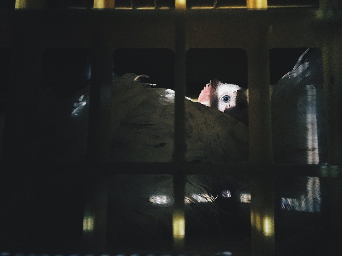 DevonAnimalSave's tweet image. Friday night at 2 Sisters, the killing goes on, another week passes, another 1 million individuals taken to the gas chamber and their bodies will fill supermarket shelves