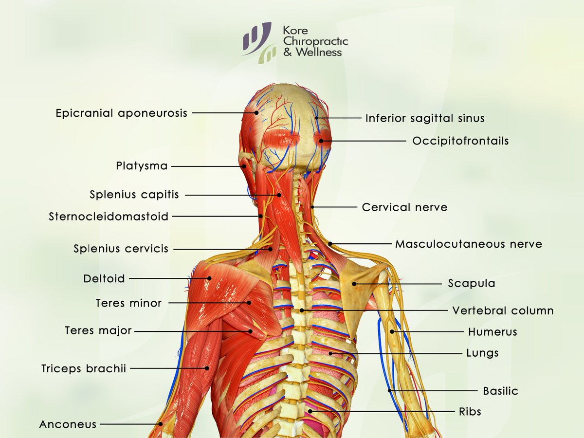 DrEdwardKo's tweet photo. The #Anatomy of the #Spine 👤

The #extensors are located in the back and allow an individual to stand up upright, lift objects and stabilize the spine during movements. The flexors... https://t.co/ZMkQf0RxAl @KoreChiro 👐 #posture #chiropractic #physiotherapy #massagetherapy https://t.co/arijCgtAEg