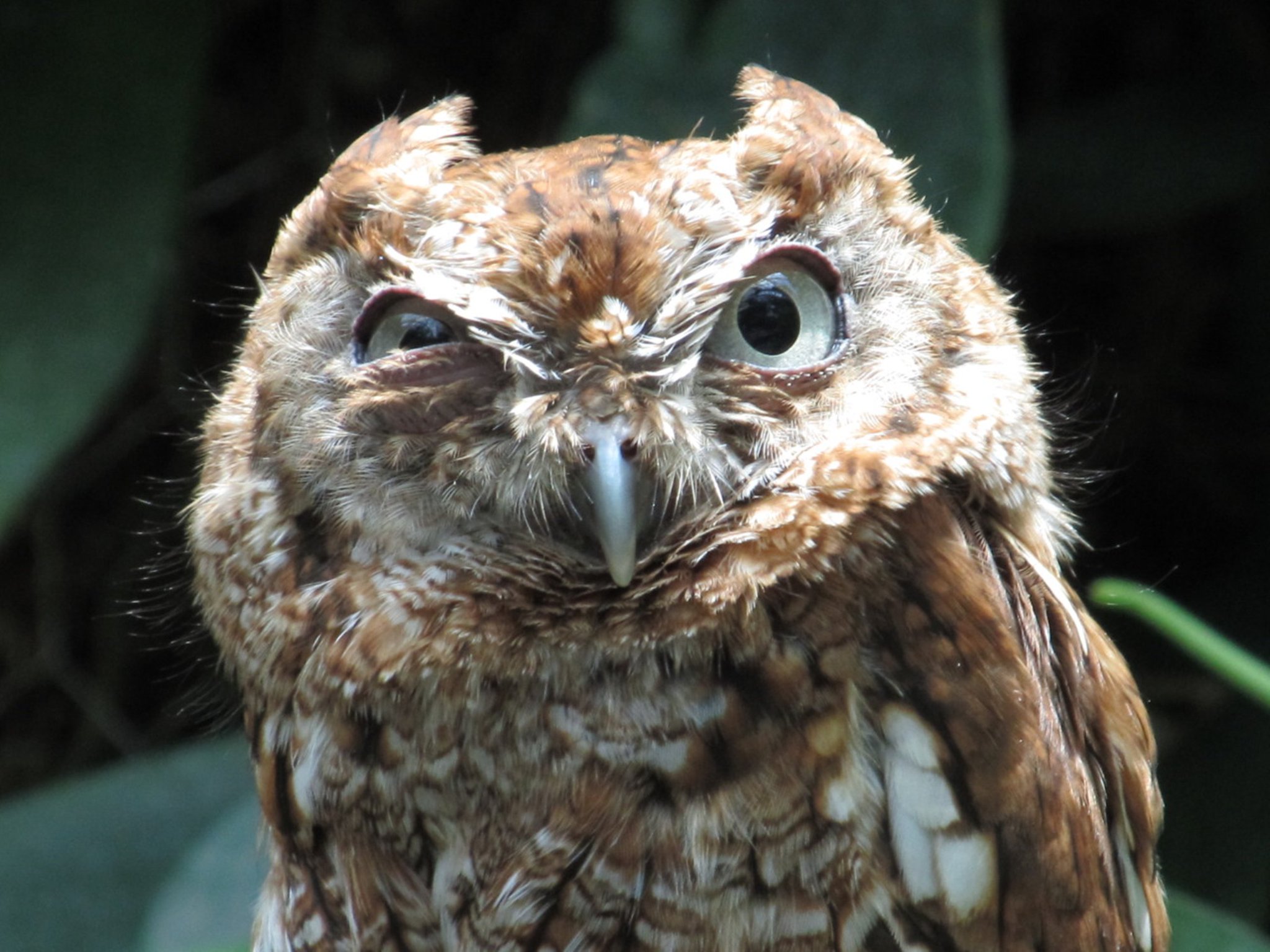 Owl Tickling Time on Twitter.
