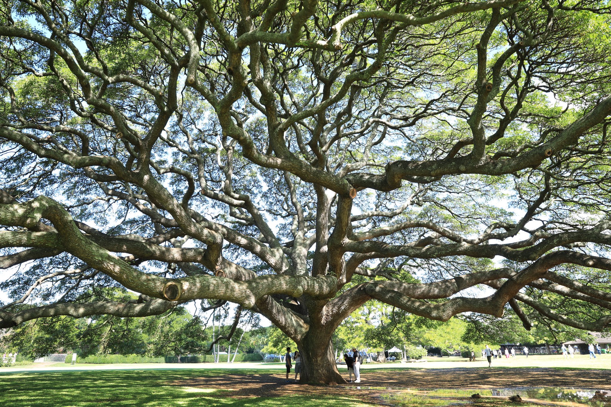 Uzivatel 神ちゃん Na Twitteru この 木 なんの木 気になる木 モアナルアガーデン 日立の木 モンキーポッド えんどう豆みたいだな