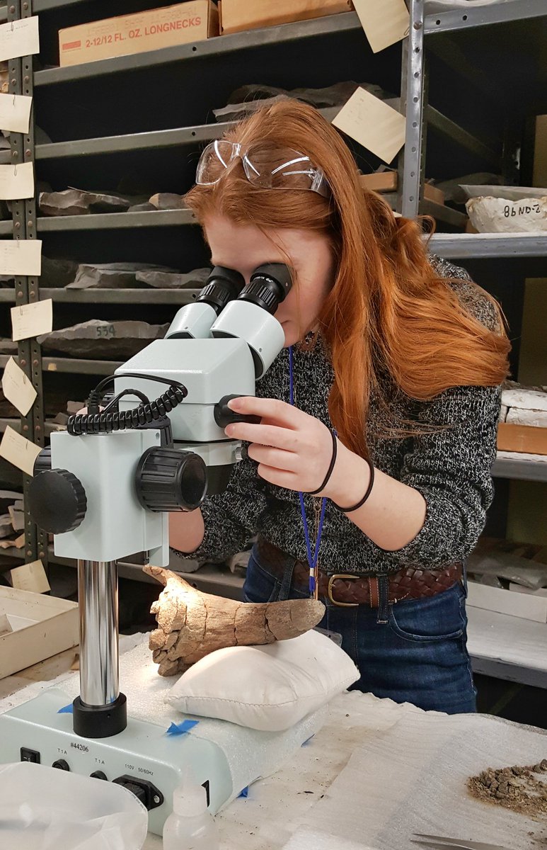 DunkCHOMPS's tweet photo. #Preparators often are the first to notice cool stuff about fossils. Today, @cwru student Katie spotted interesting, wormy channels on a #centrosaur nasal horn. Are they blood vessel grooves, or perhaps traces from ancient bone-eating beetles? Hmm...
#FossilFriday #WomeninSTEM https://t.co/7gBIvI3WCd
