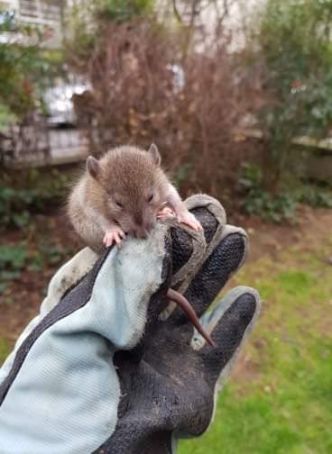 AudeLalis's tweet photo. #urbandiversity #parisianrat #onedayatwork #MNHN @ISYEB_UMR @Le_Museum https://t.co/JqqQvAmUAj