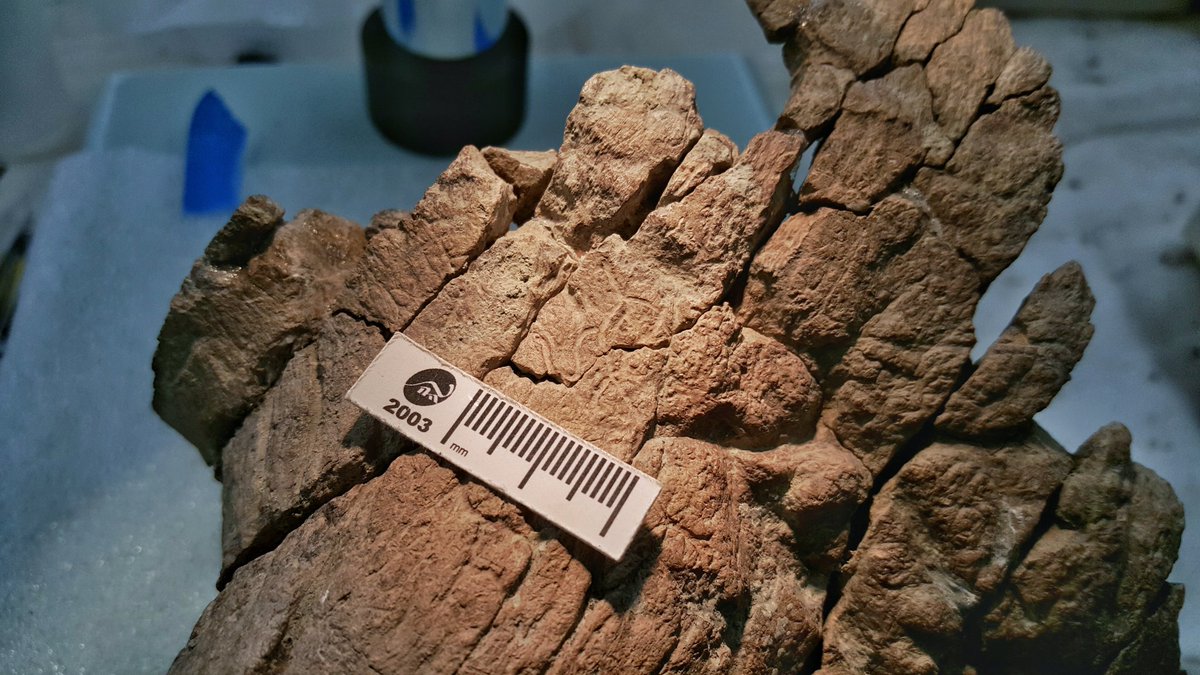 DunkCHOMPS's tweet photo. #Preparators often are the first to notice cool stuff about fossils. Today, @cwru student Katie spotted interesting, wormy channels on a #centrosaur nasal horn. Are they blood vessel grooves, or perhaps traces from ancient bone-eating beetles? Hmm...
#FossilFriday #WomeninSTEM https://t.co/7gBIvI3WCd
