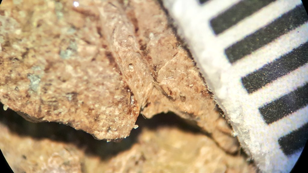 DunkCHOMPS's tweet photo. #Preparators often are the first to notice cool stuff about fossils. Today, @cwru student Katie spotted interesting, wormy channels on a #centrosaur nasal horn. Are they blood vessel grooves, or perhaps traces from ancient bone-eating beetles? Hmm...
#FossilFriday #WomeninSTEM https://t.co/7gBIvI3WCd
