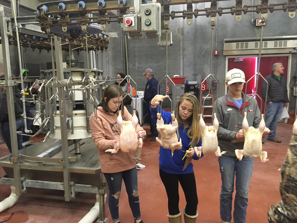 Poultry practice, college and career exploration <a href="/UniversityOfArk/">UniversityOfArkansas</a> #FFAWeek #FFA
