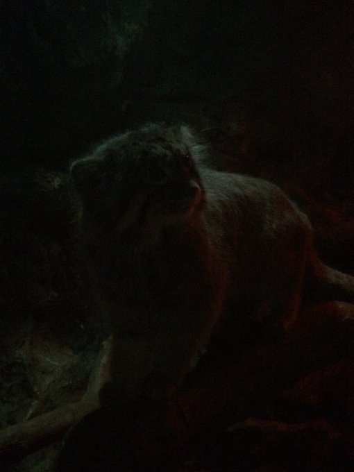 上野動物園のtwitterイラスト検索結果 古い順