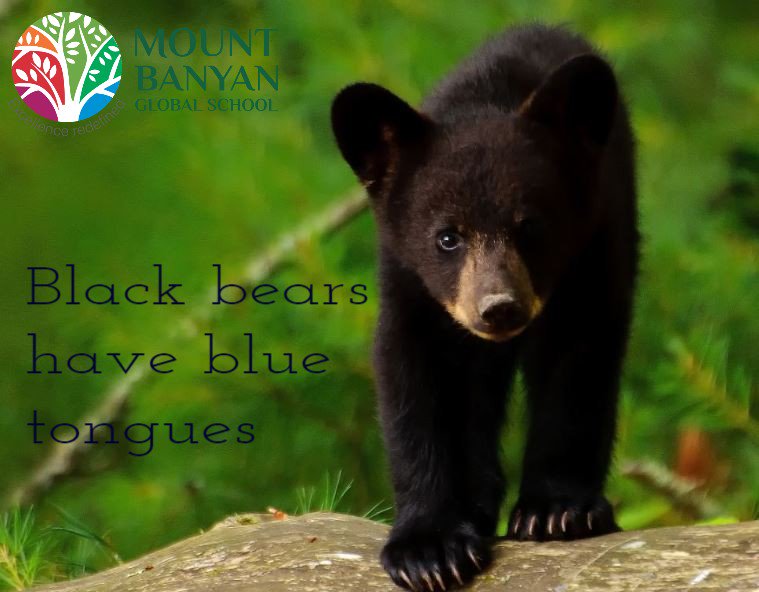 BanyanMount's tweet photo. #Quote of the day..

Black Bears have blue tongues !!

Admissions Open for 2019 - Enroll Now..
For More Info: https://t.co/uPmqX6q5tW

#Cbscschools #hyderabad #Best #cbsc #international #playschool #daycare #Nursery #preschools #Residential  #childcare
 #bestcbscschoolinhyderabad https://t.co/YORDfgxMZX