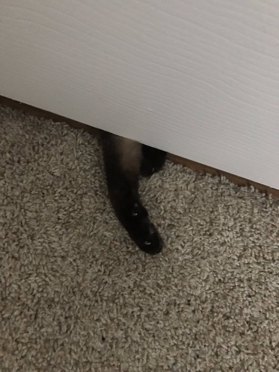 _NoteZart's tweet photo. Was sitting on the floor talking to @_JaronKane, had this guy searching through the crack looking for cracks lol if you know what I mean๐ lmaooooo #funny #CatsOfTwitter #reachingforgreatness https://t.co/1ru74Tsla0
