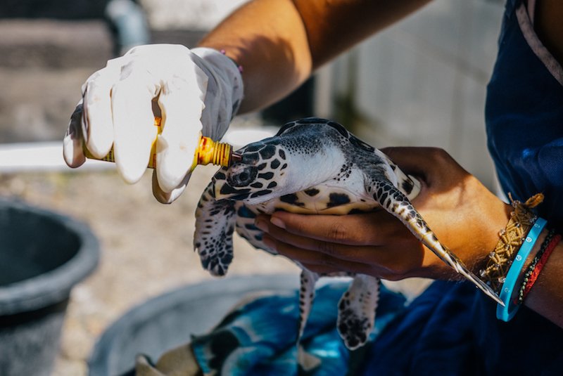 Travel to Guatemala and volunteer with sea turtles! This exciting volunteer program is brought to you by <a href="/ivhq/">IVHQ</a> and is super affordable!

seethewild.org/turtle-conserv…

#ivhq #seaturtlevolunteer #volunteerguatemala #guatemala #centralamerica #seethewild