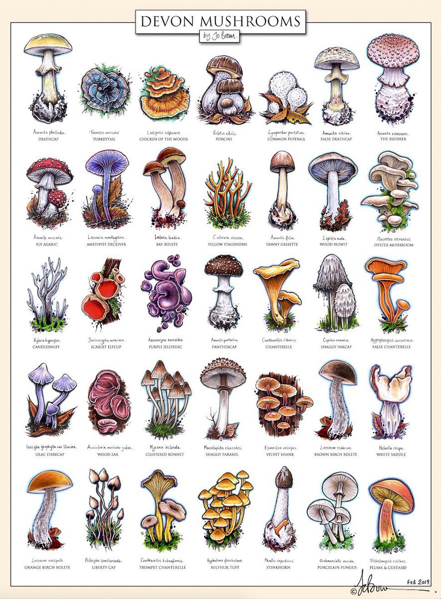 Fungi Identification Chart