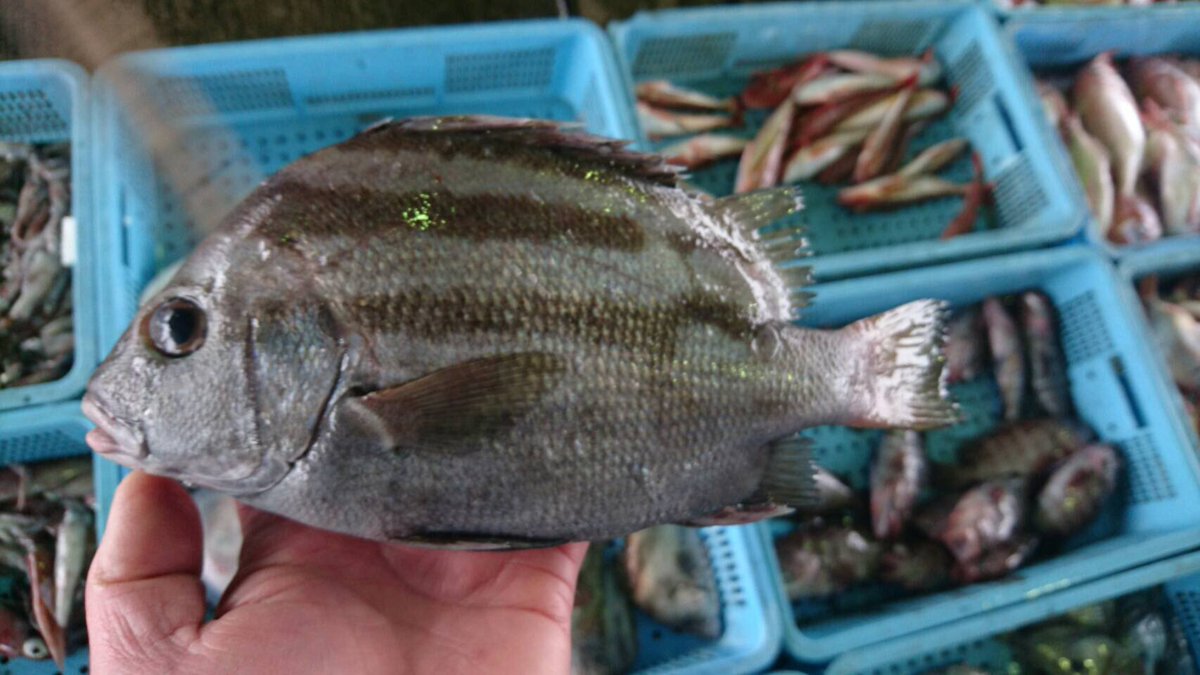 ট ইট র へんな魚おじさん お魚クイズ こちらでは かなり珍しいよ わかるかな