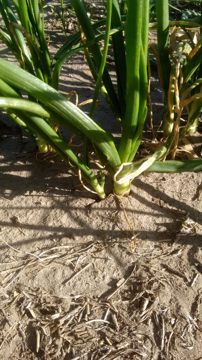 fedemoriones's tweet photo. Recorrida ensayo de ureas protegidas en cebolla. Desarrollo de fuentes eficientes. Gracias Guille López y Agridea por el apoyo. @ProfertilNutri https://t.co/aFVdizgyGH