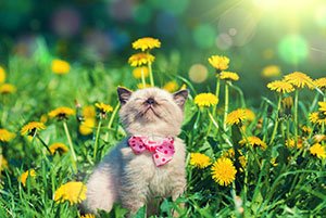 KevinPollockEsq's tweet photo. You Can Create a Pet Trust - Just Like the One For Choupette https://t.co/quIbo6rqbD https://t.co/5bx8USxB4R