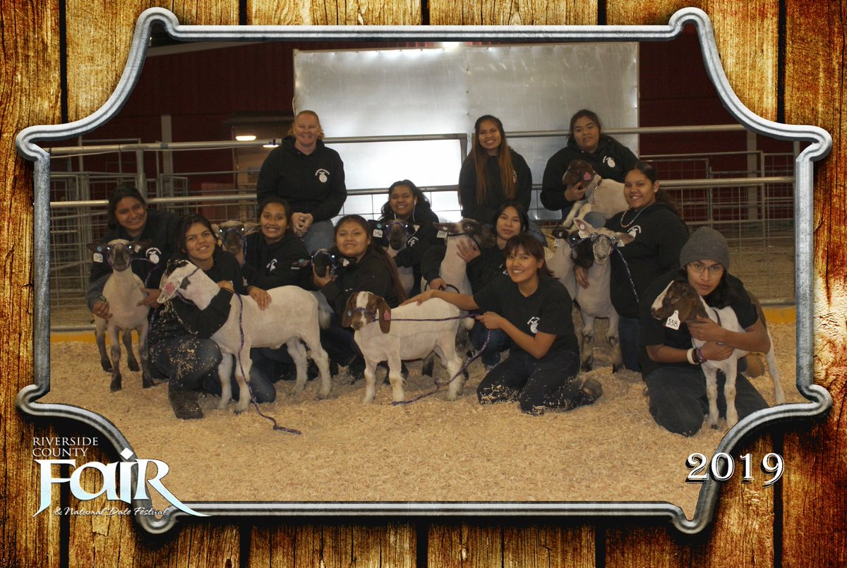 BureauIndianEdu's tweet photo. Students from Sherman High School in Riverside, CA, who are in the Future Farmers of America program traveled to the Indio Fair for the first time to showcase their goats and lambs. Several students placed in different categories. Congratulations to this group! #FFA #NativeEd https://t.co/453T2OQnja