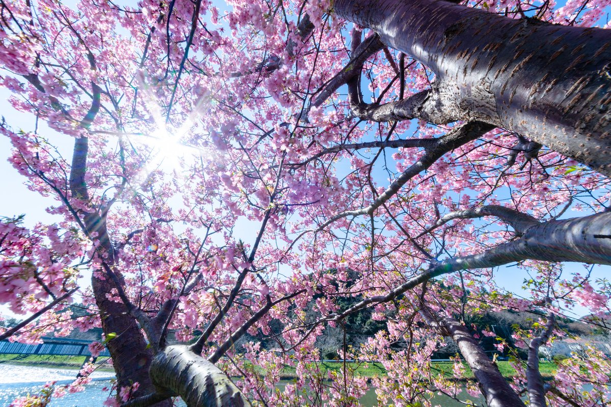 YKHM_N_photo's tweet photo. #河津桜まつり #河津桜 #桜 #満開 #伊豆 #伊豆半島 #河津町 #静岡県
#CherryBlossomsFestival #KawazuCherryBlossoms #CherryBlossoms #FullBloom #IzuPeninsula #Kawazu #Shizuoka
#instagram #instagramjapan #WHPinspired #tokyocameraclub #nationalparksjp #土曜日の小旅行 #東京カメラ部 https://t.co/8DSyPNsYhp