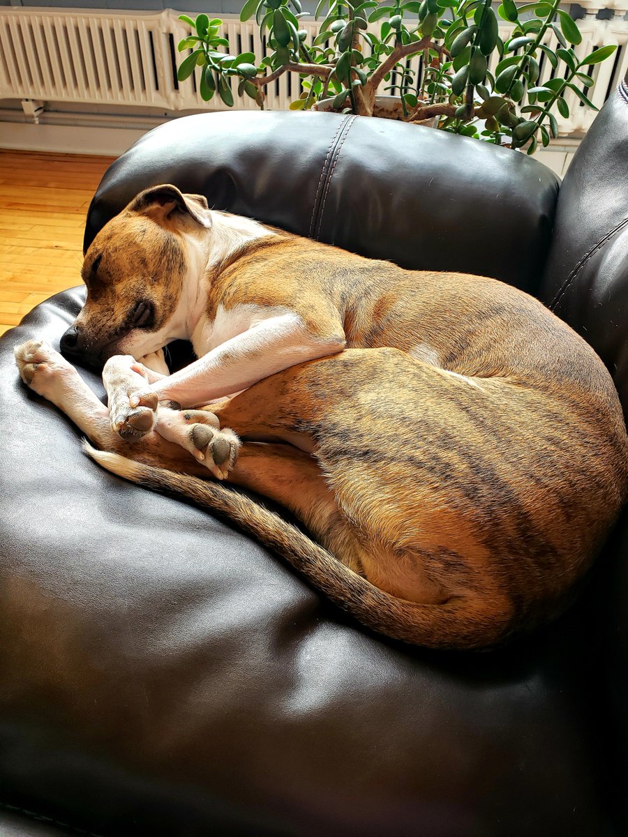 In honor of #LoveYourPetDay earlier this week, some of our own pets spent today working hard in the office. Between the naps and tennis balls, they submitted a handful of grants! Happy #Fundraising Friday!