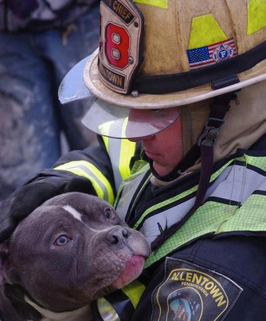 WeLoveDogsUSA's tweet photo. We thank this heroic fireman for rescuing a Pitbull in caught in a house fire.
#PitbullLovers #FiremanRescuesDog #DogLovers #DogsInTrouble
#FridayFeeling https://t.co/Q8HAJp0DHn