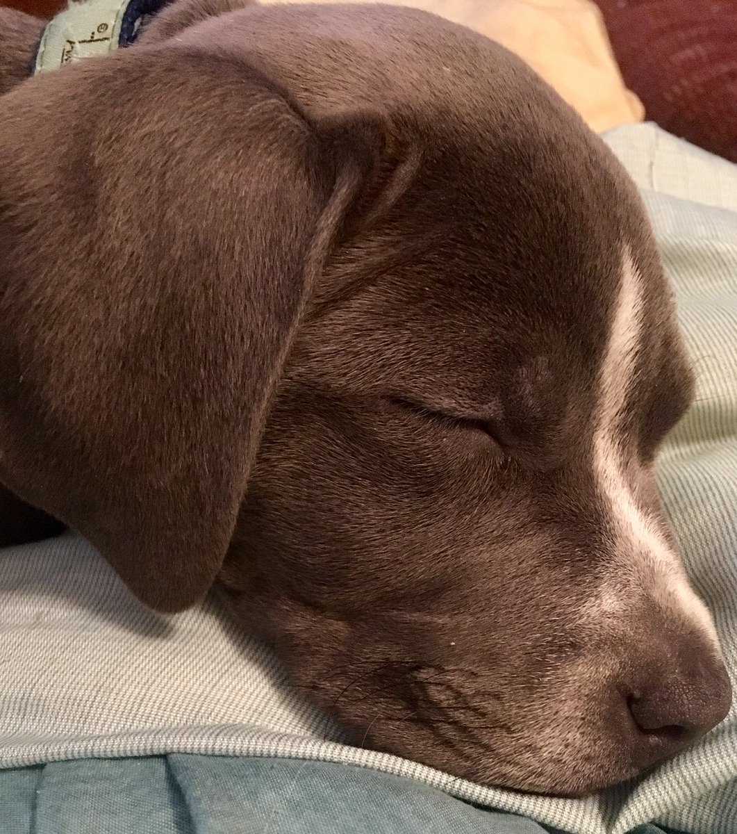 lbc360's tweet photo. Sleeping beauty. 🥰 #Lola #pitbaby #granddog 10 weeks https://t.co/8r6YlKlrsX