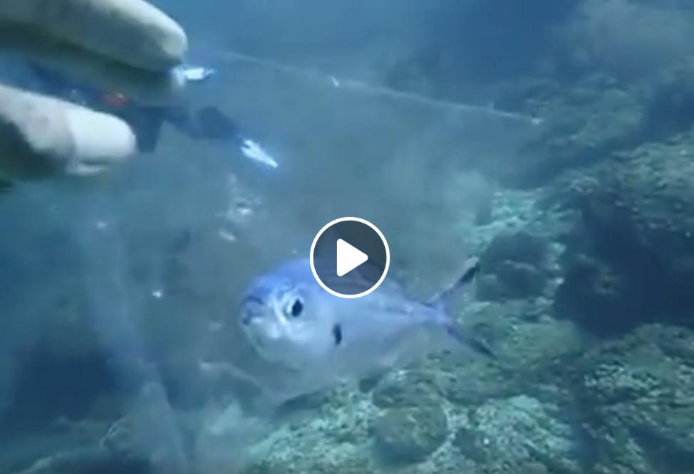 PlasticPollutes's tweet photo. So sad. A diver helps a desperate fish free itself from a plastic bag. #plasticpollutes
https://t.co/l0MnHjNj91 https://t.co/vTDu46XQNI