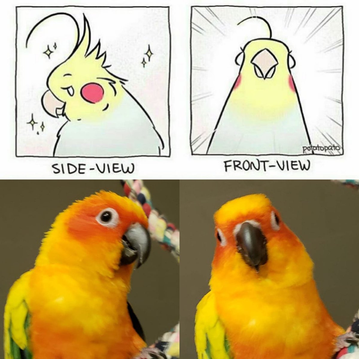 FeathersnB's tweet photo. Sunny doing Front View Side View Challenge
#conure
#sunconure
#frontviewsideviewchallenge
#petconure #conureparrot https://t.co/URUaXgjn12