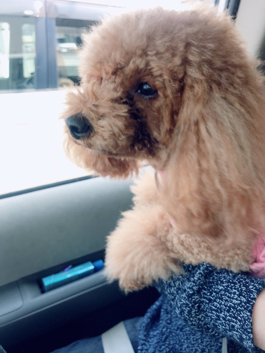 Haruka_NKGW10's tweet photo. 私の愛犬チャチャとテディーにも会えたよ！今は親戚のお家にいるんだけど忘れられたのか全然私の事見てくれなかった😭😭😭😭悲しい。でも2人とも元気そうだった！！可愛がってもらっ���よかった❤️
Ketemu anjing akuuuuuu❤️
Namanya teddy sama chacha😭💓tapi udah lama Gak ketemu jadi mereka lupa😭 https://t.co/QON8OY3H2q