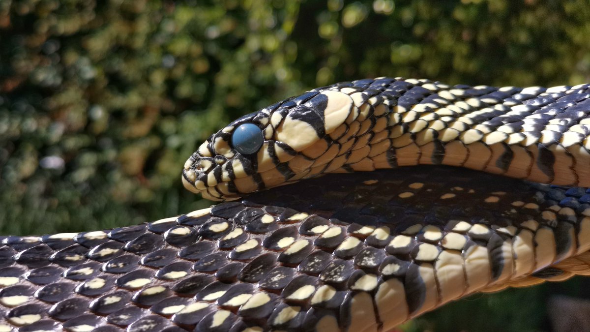 ExpoLaCulebra's tweet photo. Someone is getting ready to shed their skin, while we prepare our next exhibit. It's coming soon!
#nextexhibit #proximaexposición #laculebra #serpientes #viboras #culebras #reptiles #spilotespullatus #herpetario #snakes #snakehouse #exposiciónenrenta https://t.co/W9xf38Cm9C