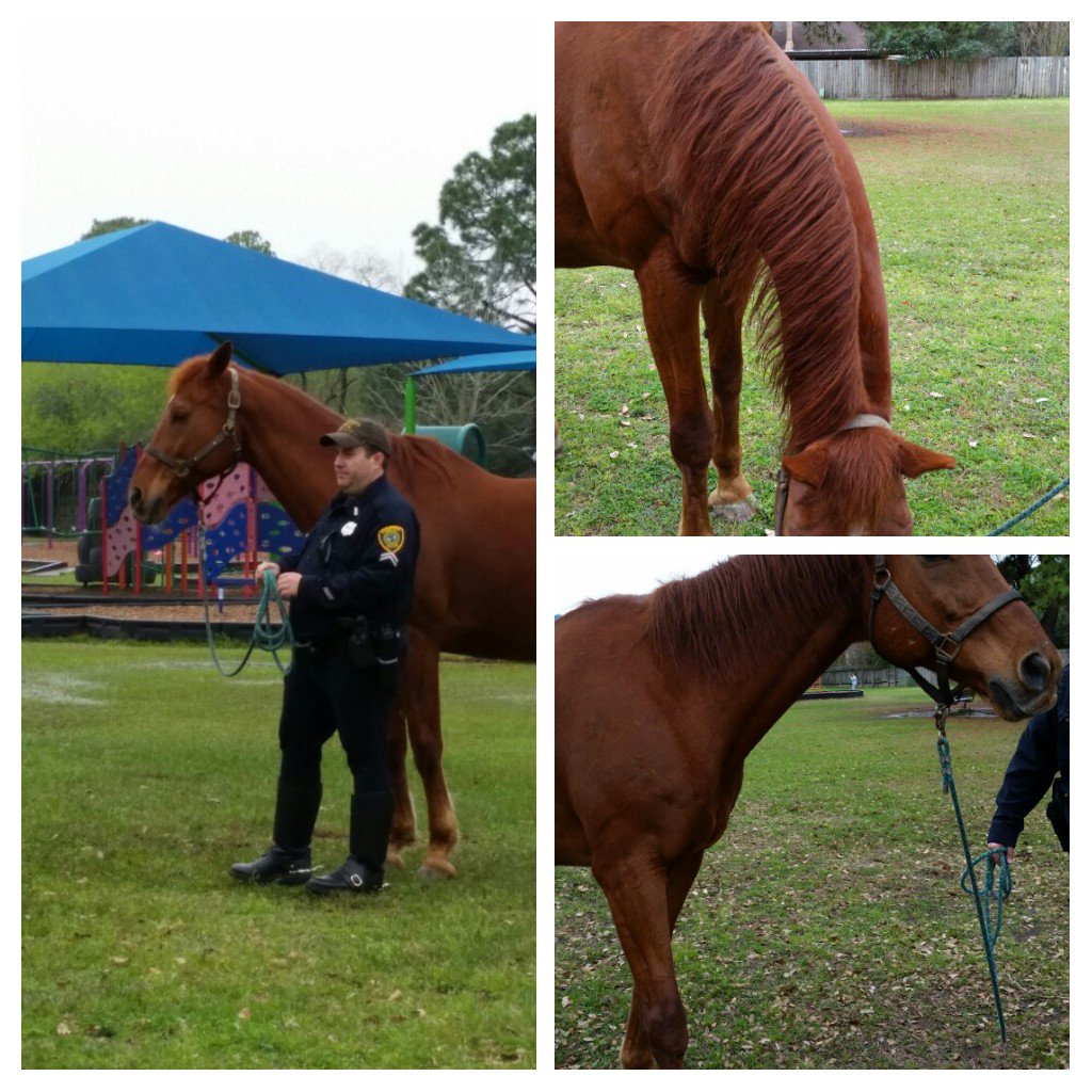CoquillardCelia's tweet photo. First graders had an amazing experience with Shadow the HPD horse.
#rothrams https://t.co/Af9ZSfw4kZ